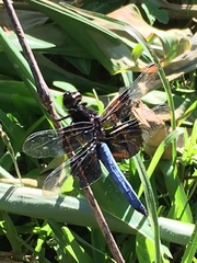 Thermorthemis madagascariensis