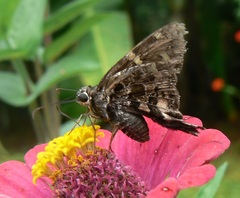 Thorybes dorantes dorantes