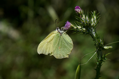 Gonepteryx cleopatra
