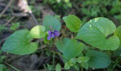 Viola uliginosa