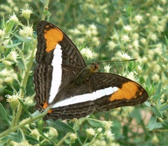Adelpha abia