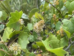 Vitis rotundifolia var. pygmaea image