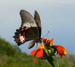 Heraclides anchisiades capys