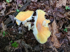 Amanita muscaria guessowii