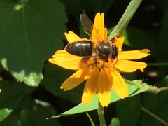 Apis mellifera unicolor