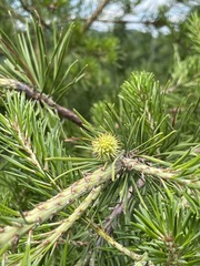 Pinus pungens