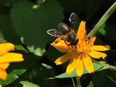 Apis mellifera unicolor