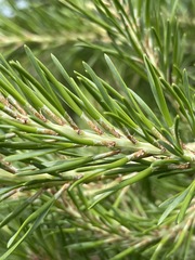 Pinus pungens