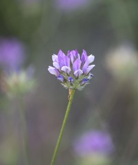 Bituminaria