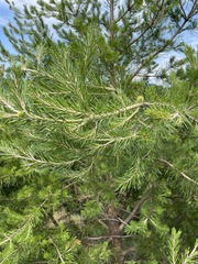 Pinus pungens