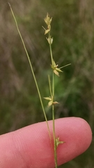 Carex socialis