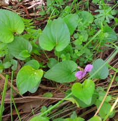 Viola uliginosa