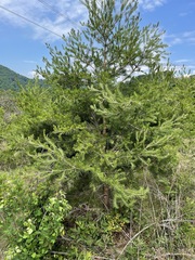 Pinus pungens
