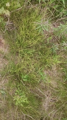 Carex socialis