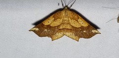 Euchlaena amoenaria