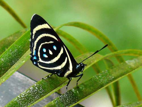 Hydaspes Eighty-Eight