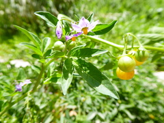 Solanum radicans