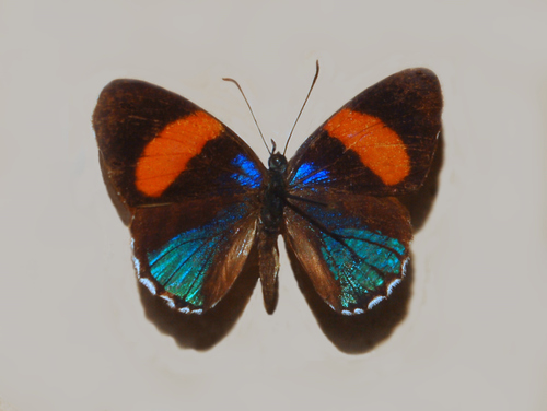 Hydaspes Eighty-Eight