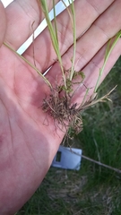 Carex socialis