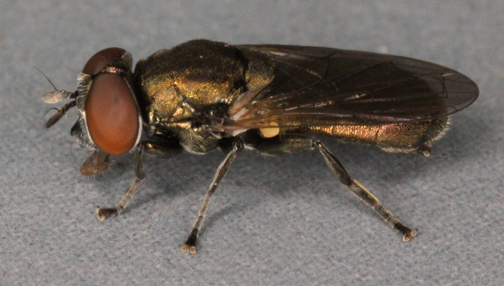 Orthonevra nobilis