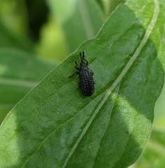 Microrhopala excavata