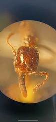 Solenopsis xyloni
