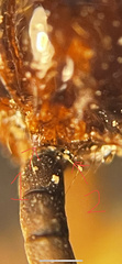 Solenopsis xyloni