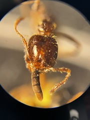 Solenopsis xyloni