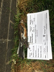 Turdus migratorius