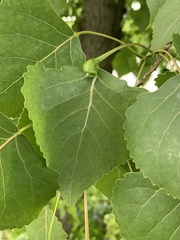 Pemphigus populicaulis