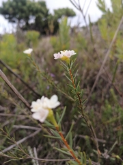Lachnaea capitata