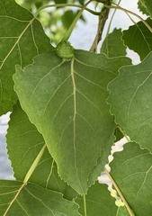 Pemphigus populicaulis