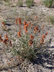 Sphaeralcea munroana