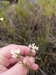 Lachnaea capitata