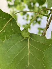 Pemphigus populicaulis