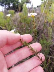 Lachnaea capitata