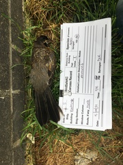Turdus migratorius