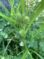 Carex frankii
