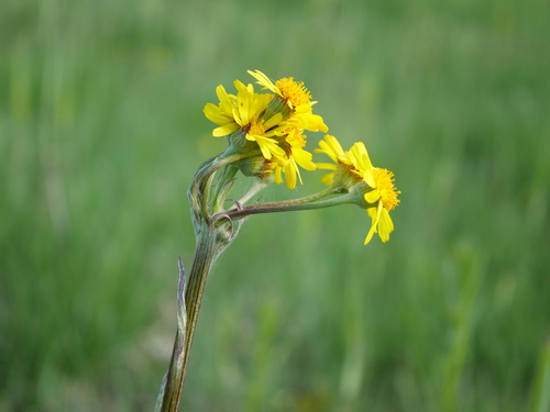 Image of Tephroseris helenitis by (c) Wolfgang Jauch, some rights reserved (CC BY)