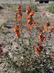 Sphaeralcea munroana