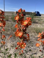 Sphaeralcea munroana