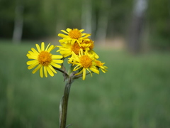 Tephroseris helenitis