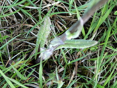 Tephroseris helenitis