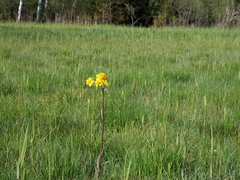 Tephroseris helenitis