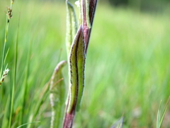 Tephroseris helenitis