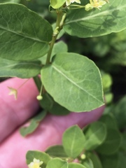 Phyllanthopsis phyllanthoides