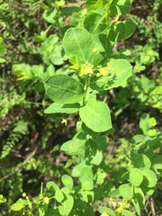 Phyllanthopsis phyllanthoides