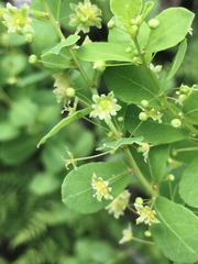 Phyllanthopsis phyllanthoides