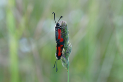 Zygaena punctum