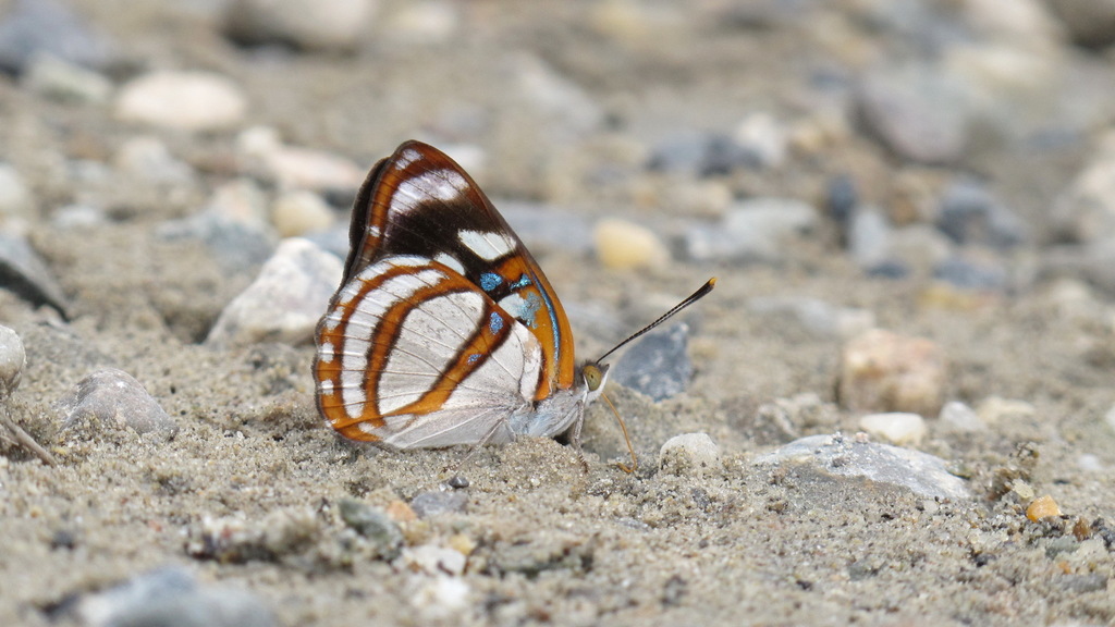 Dynamine racidula